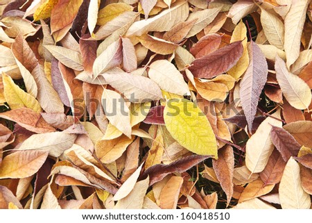 Bright yellow leaf among tan leaves