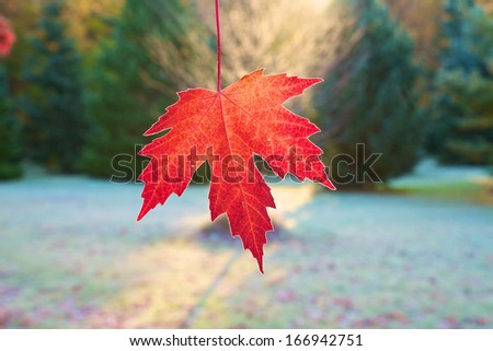 Sun shine behind red maple leaf
