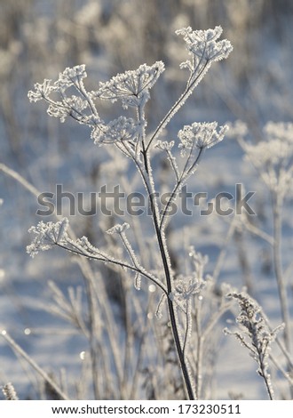 Frosted winter plants