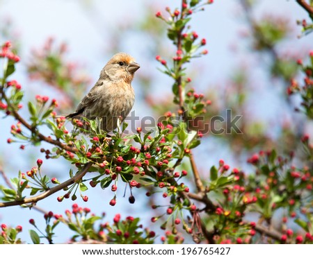 Small song bird in tree