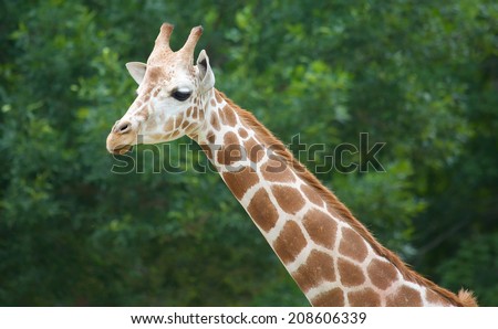 Walking giraffe with slight heads turn