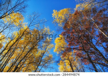 Looking up at the blue sky and fall trees