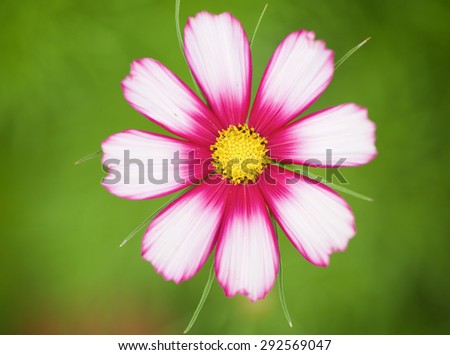 Close up of perfect bright pink flower