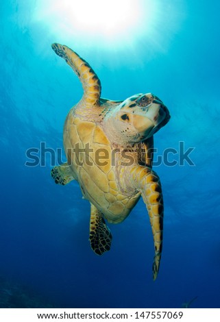 Hawks-bill Sea Turtle in the Bahamas, Posing for the Camera