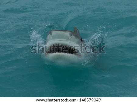 Tiger Sharks at Tiger Beach, Bahamas