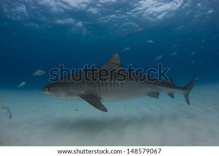 Tiger Sharks at Tiger Beach, Bahamas