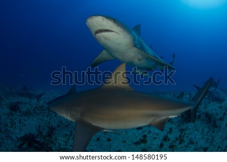Bull Sharks in the Bahamas