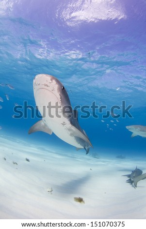 Tiger Shark at Tiger Beach, Grand Bahama