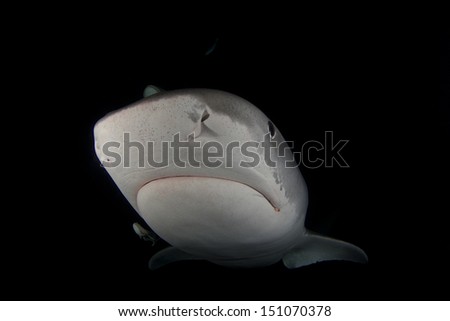 Tiger Shark in the Dark at Tiger Beach, Grand Bahama