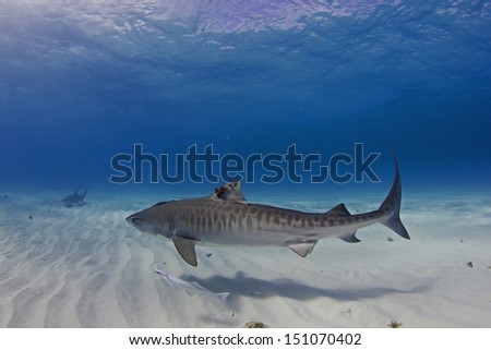 Tiger Shark at Tiger Beach, Grand Bahama