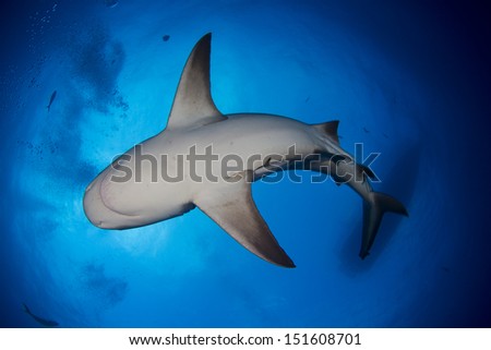 Way too Many Bull Shark in the Bahamas