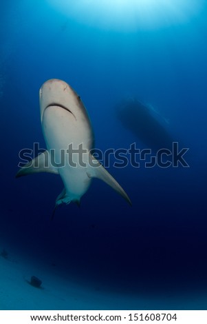 Way too Many Bull Shark in the Bahamas