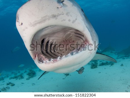 Open Mouth Tiger Shark