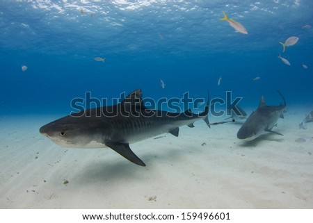 Tiger Shark At Tiger Beach In The Bahamas