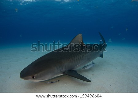 Tiger Shark at Tiger Beach in the Bahamas