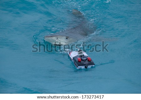 Tiger Shark Eyeing a Remote Control Boat