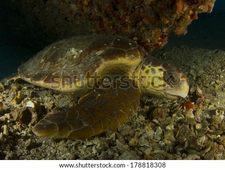 Loggerhead Turtle on the Wreck of the Tracy in Ft. Lauderdale Florida