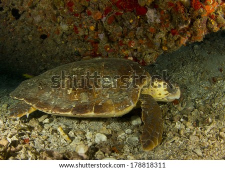 Loggerhead Turtle on the Wreck of the Tracy in Ft. Lauderdale Florida