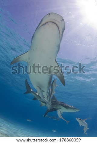 Tiger Shark in Tiger Beach Bahamas