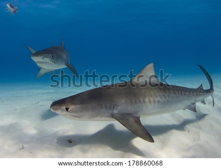 Tiger Shark in Tiger Beach Bahamas