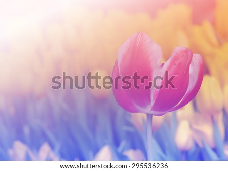 Red Tulip on yellow tulip background soft focus and pastel color