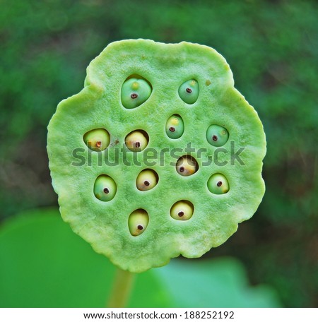 Close up a lotus seeds