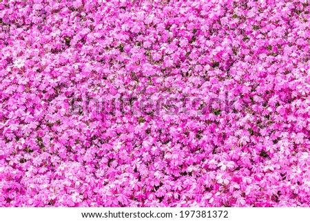 Pink Moss Flower