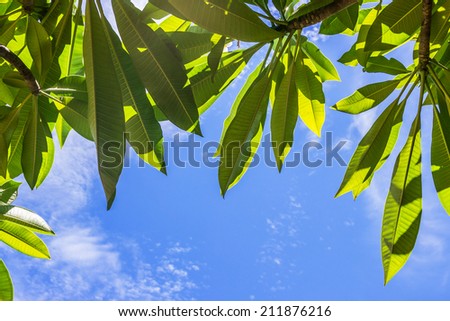Green Leaf Shade against the Sky