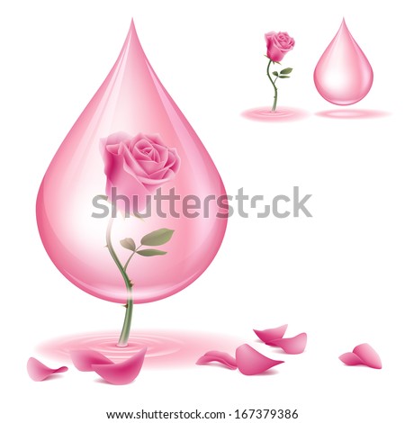 A pink rose and rose oil Dripping of rose essential oil File contains transparencies and Gradient Mesh File is layered with global colors A pink rose and rose oil Dripping of rose essential oil File contains transparencies and Gradient Mesh File is layered with global colors