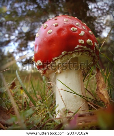 Amanita - poison mushroom