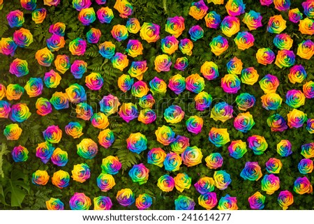 a wall of rainbow roses.