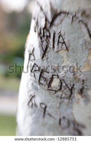 Vertical image of graffiti carved into a tree taken with a selective focus lens