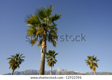Horizontal image of palm trees and snow-capped mountains