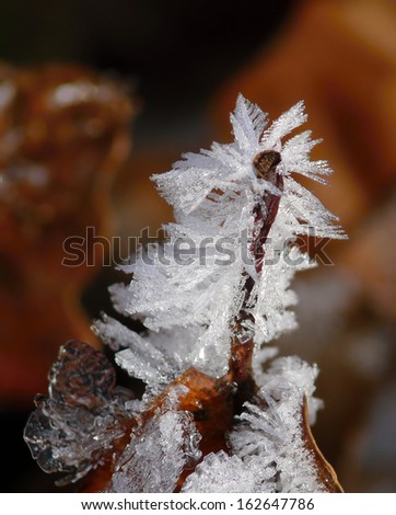 Frost formed on the structure of leaves in the forest