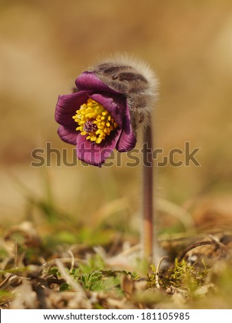 Rare Spring Flower Pulsatilla Nature Symbol Montana Plants Closeup Beauty