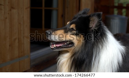 Scottish Collie (or Scotch Collie, Rough Collie) on a Swiss balcony