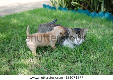small dog and cat