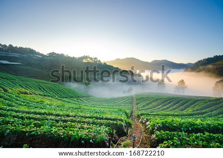 strawberry field Thailand in early morning sunshine in Winter with mist