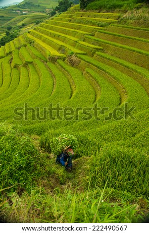 old lady is carrying veggie for sale with rice fields on terraced background of Mu Cang Chai, YenBai, Vietnam.
