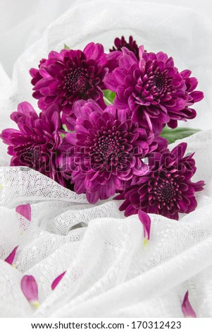 Purple Chrysanthemums round by white fabric