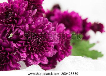 Purple chrysanthemums flower on white fabric.