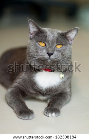 Scary gray Cat