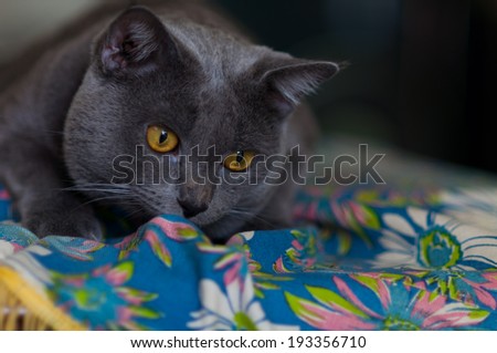 Scary gray Cat