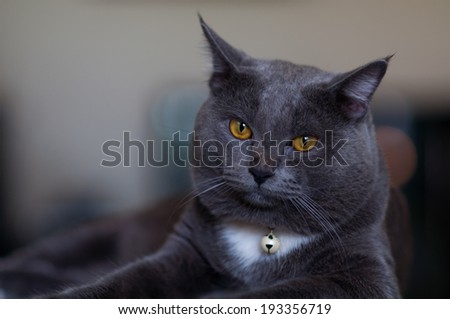 Scary gray Cat