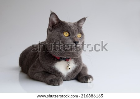 cute gray Cat on white background