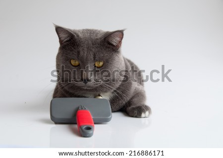 The fur brush and Cute gray cat on a white background