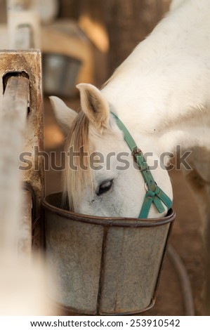 Horse with food tray