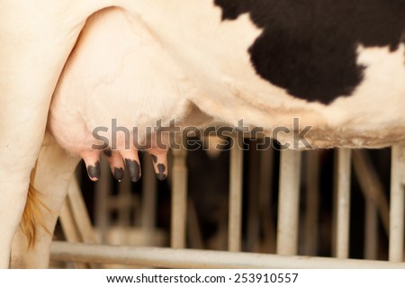Udder of a young cow