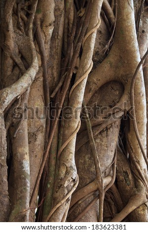 The roots of a banyan tree. Texture, background.