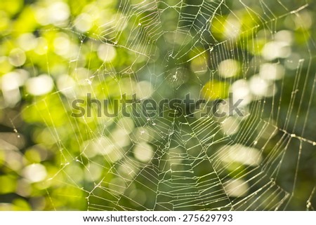 Cobweb on the background of bright green trees.Cobweb. Nature. Green trees. summer